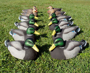 A Dozen Ducks